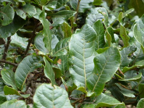 Quercus semecarpifolia Sm. resmi