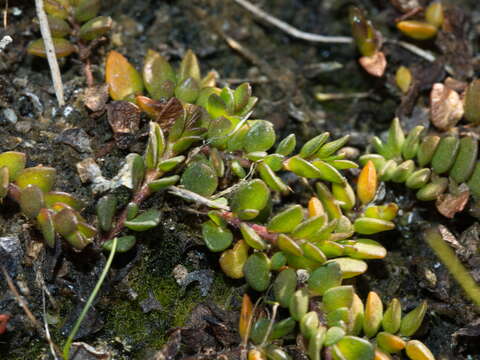 Image of Wilsonia rotundifolia Hook.