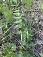 Image of Pastinaca sativa subsp. sylvestris (Mill.) Rouy & Camus