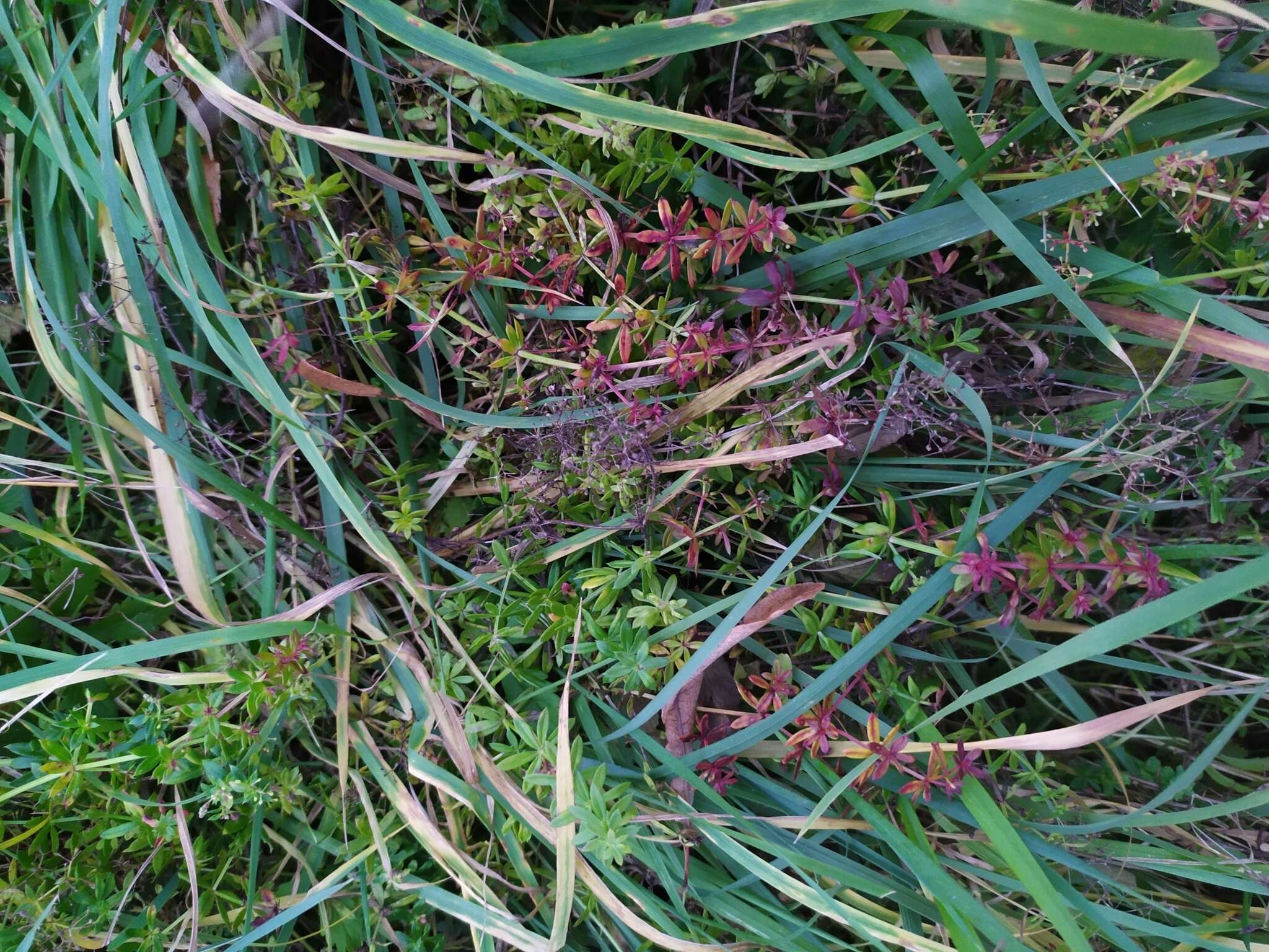 Image of Puccinia punctata Link 1816