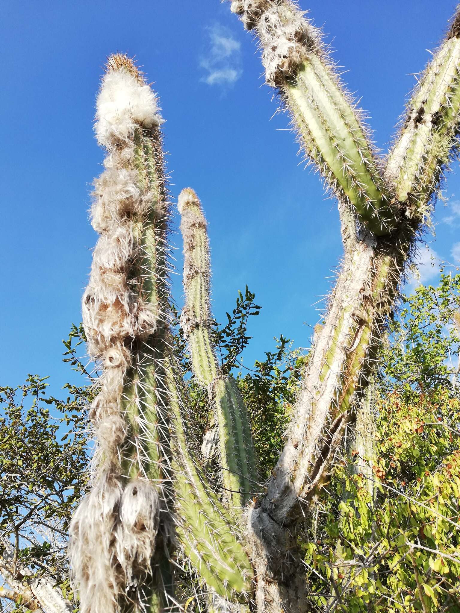 Image of Pilosocereus leucocephalus (Poselg.) Byles & G. D. Rowley