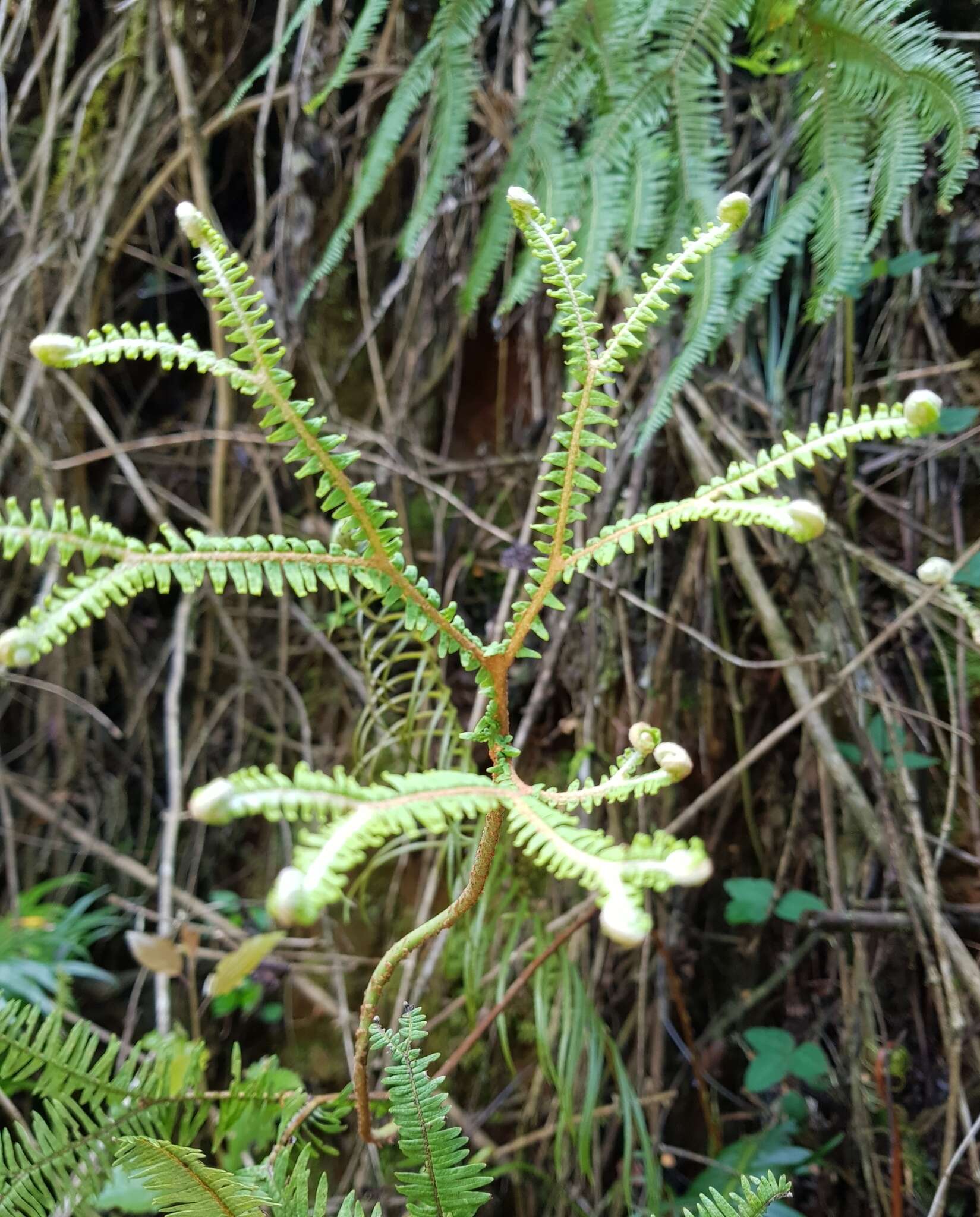 Image of Sticherus umbraculifer (Kunze) Ching