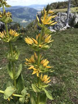 Image of Gentiana lutea subsp. lutea