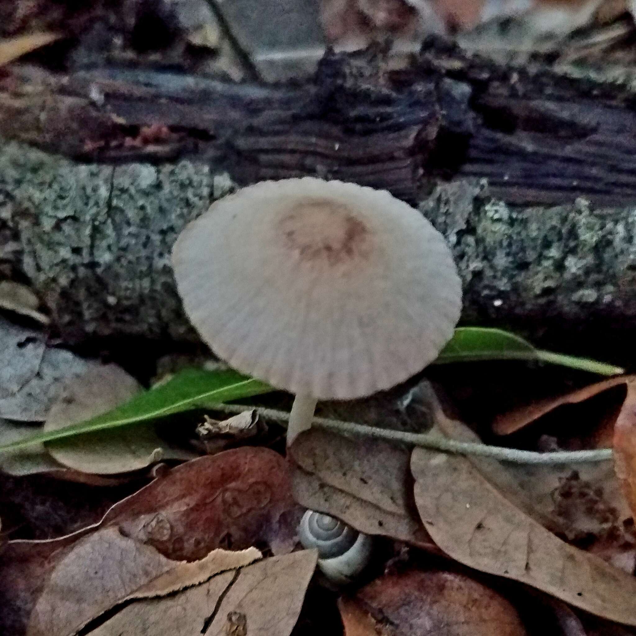 Image of Coprinellus xanthothrix (Romagn.) Vilgalys, Hopple & Jacq. Johnson 2001