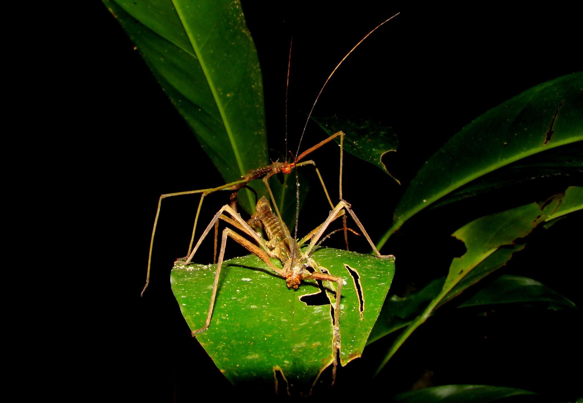 Image of Pygirhynchus bispinosus Redtenbacher 1906