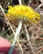 Image of Berkheya insignis (Harv.) Thell.