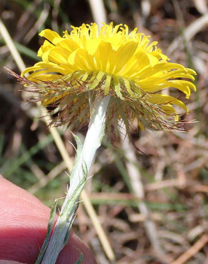 Image of Berkheya insignis (Harv.) Thell.