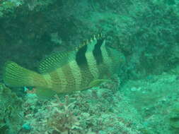 Image of Banded reef-cod