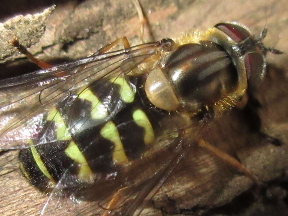 Image of Dasysyrphus bilineatus (Matsumura 1917)