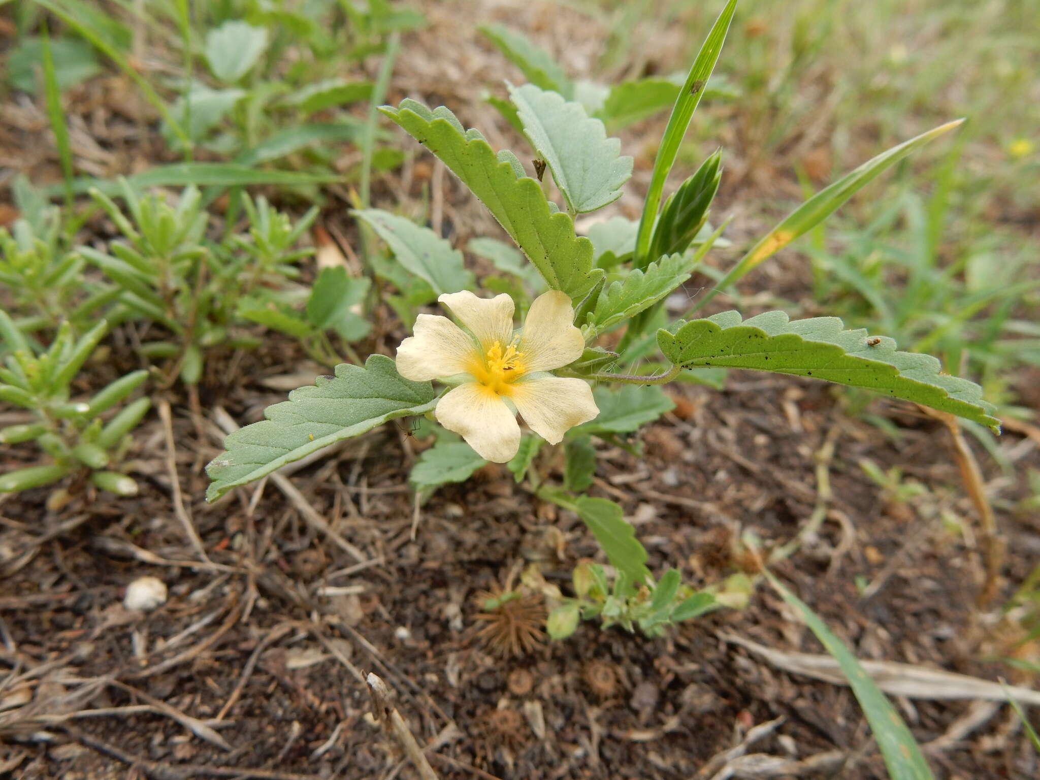 Image of Sida abutifolia