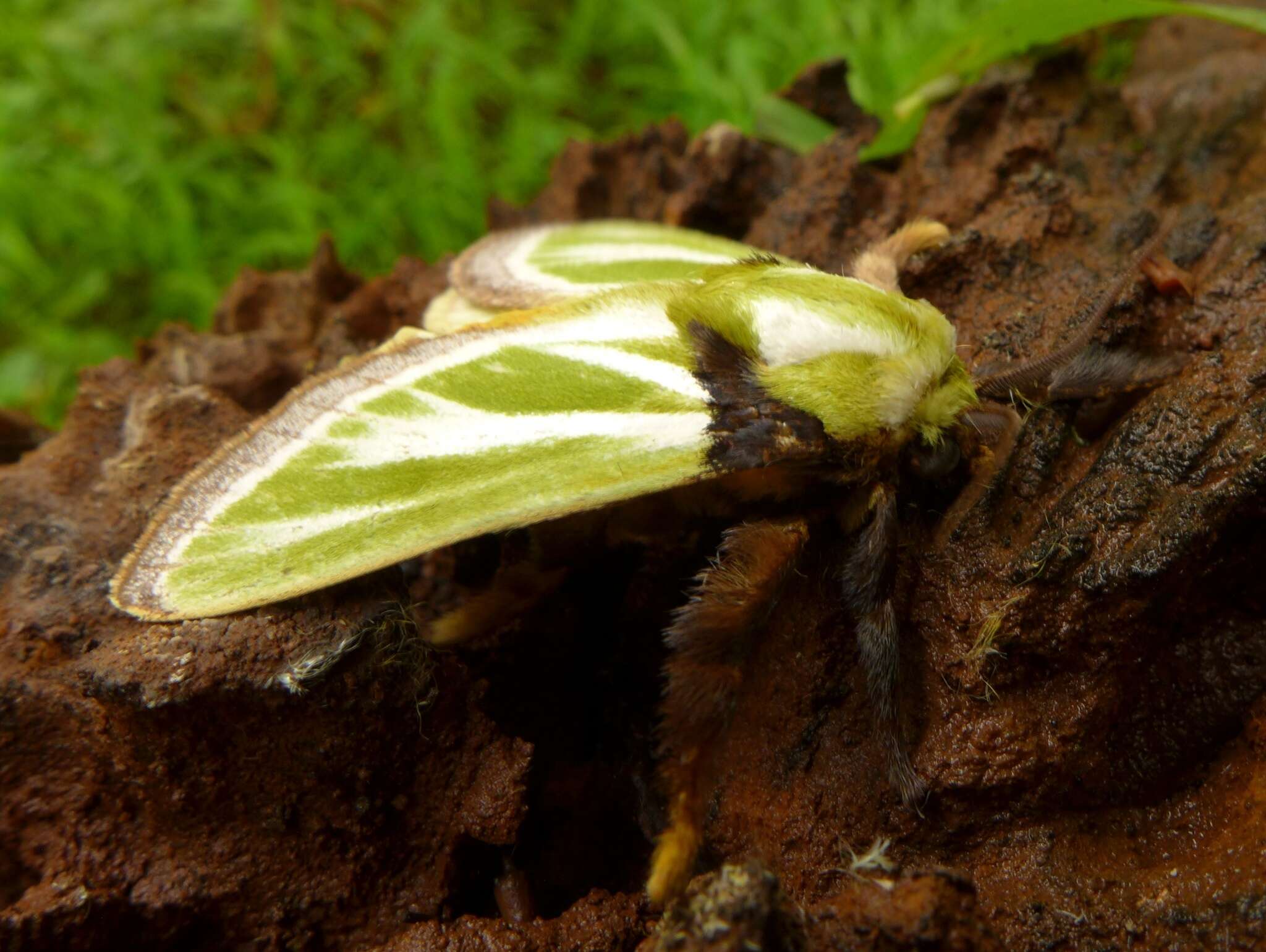 Image of Parasa euchlora Karsch 1895