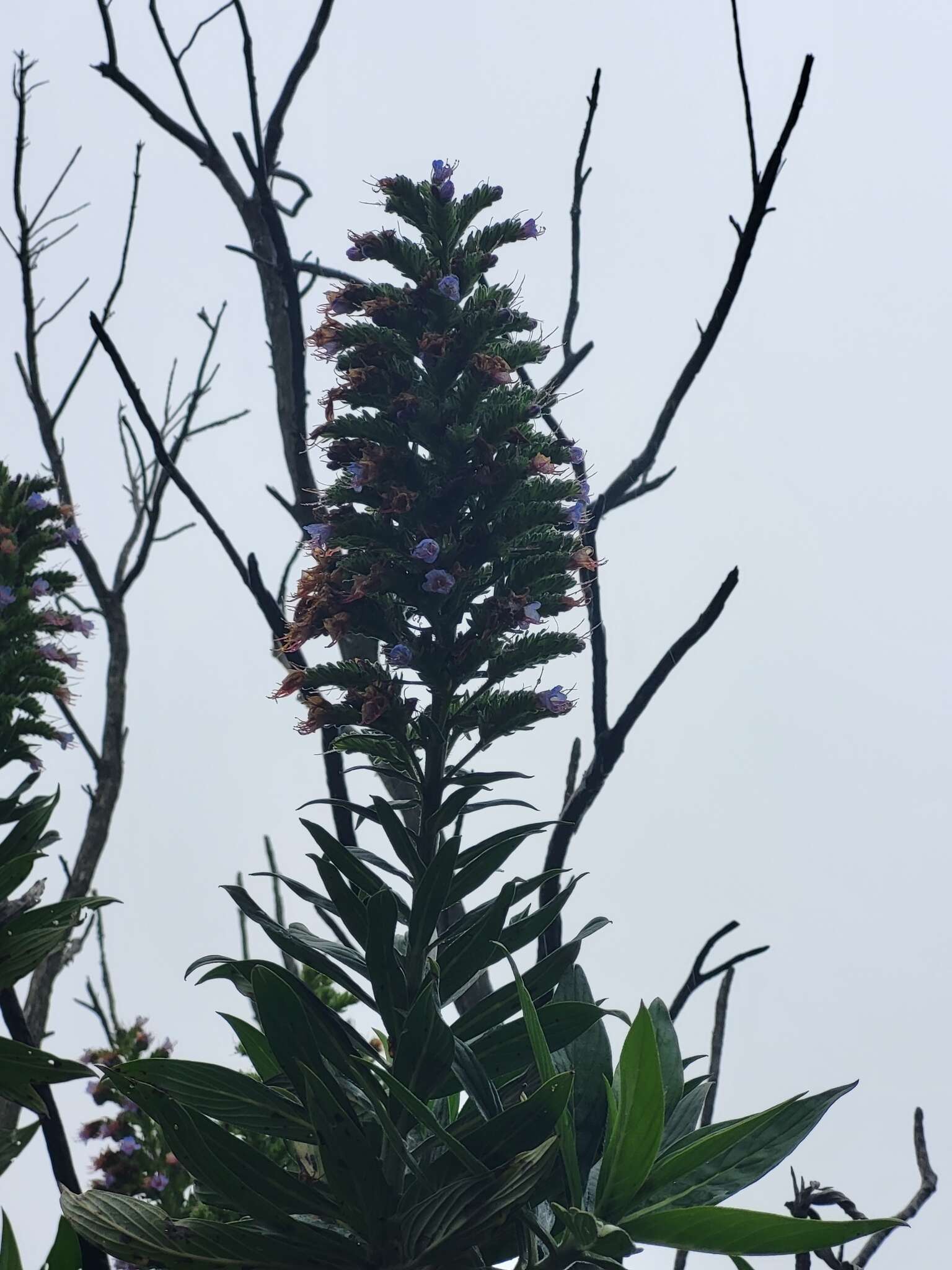 Imagem de Echium acanthocarpum Svent.