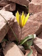 Image of Tulipa urumiensis Stapf