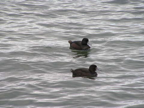 Image of New Zealand Scaup