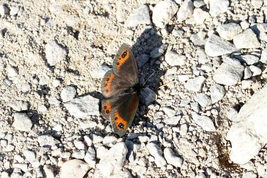 Image of Piedmont Ringlet