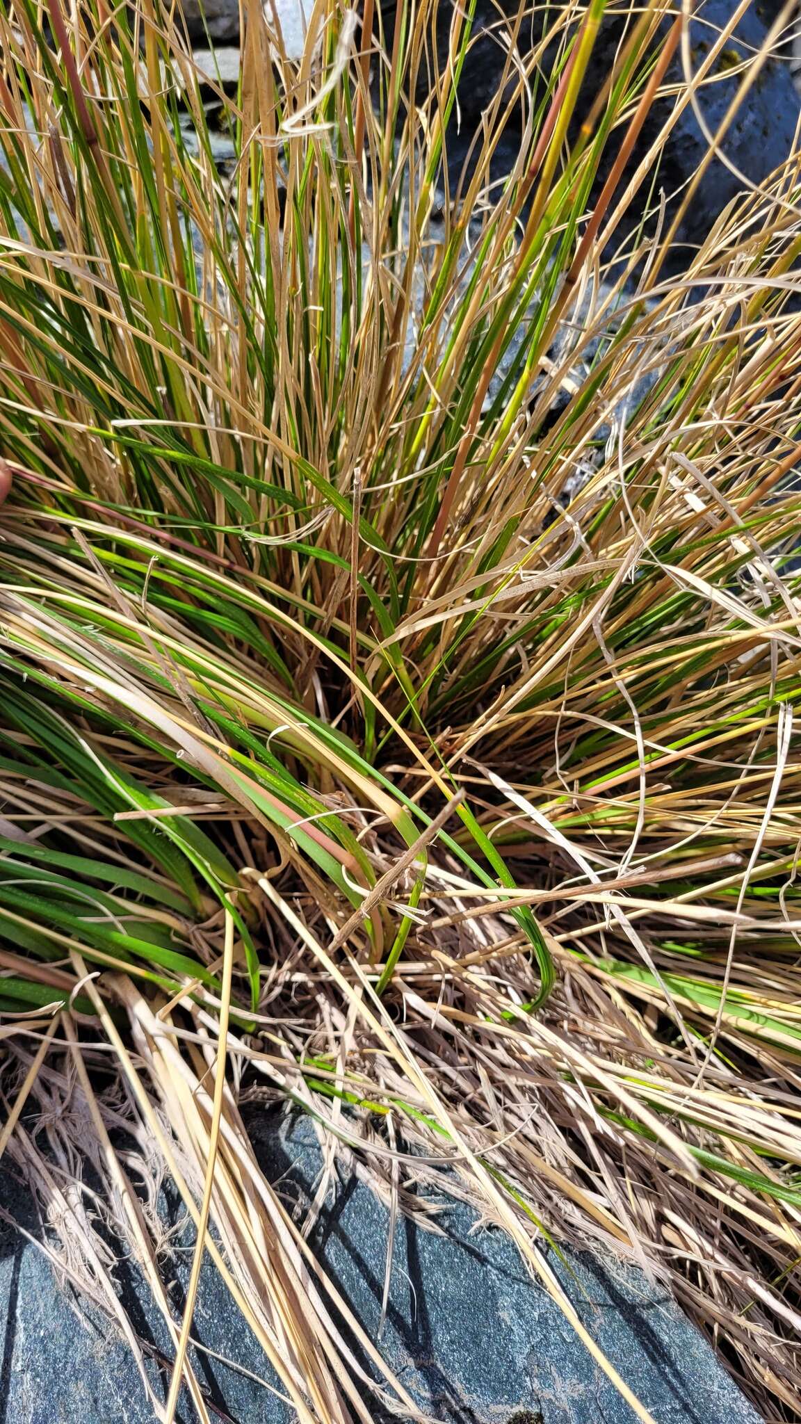 Image of Chionochloa vireta Connor