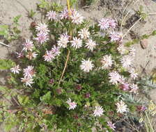 Image of Pteronia hirsuta L. fil.