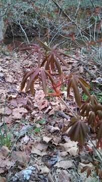 Sivun Aesculus sylvatica W. Bartram kuva