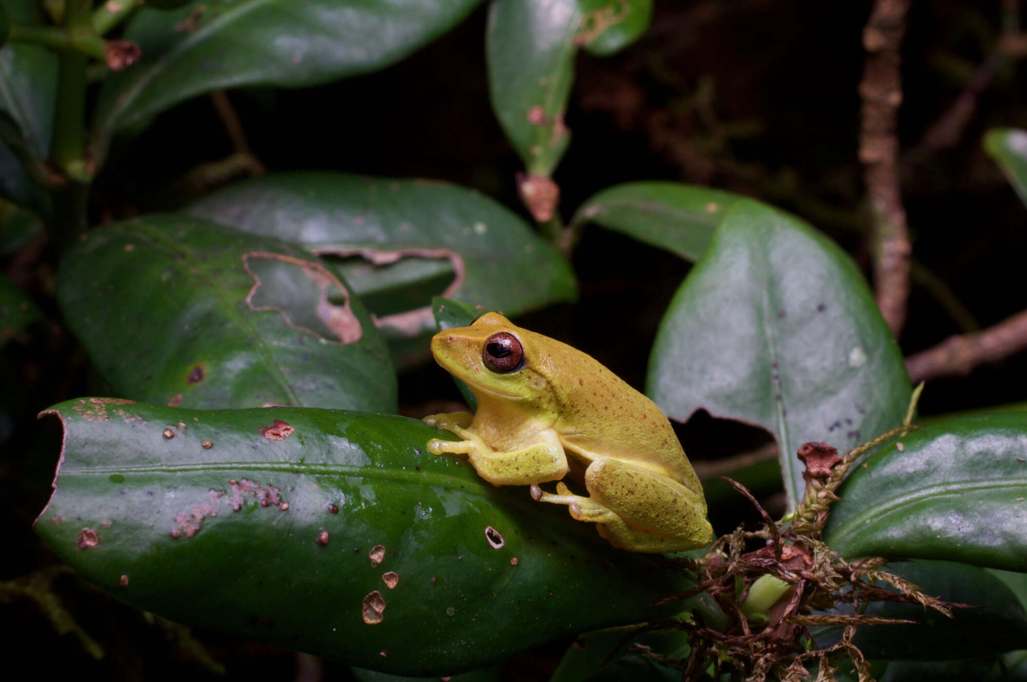 Image of Pseudophilautus stuarti (Meegaskumbura & Manamendra-Arachchi 2005)