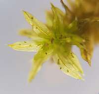 Image of zygodon moss