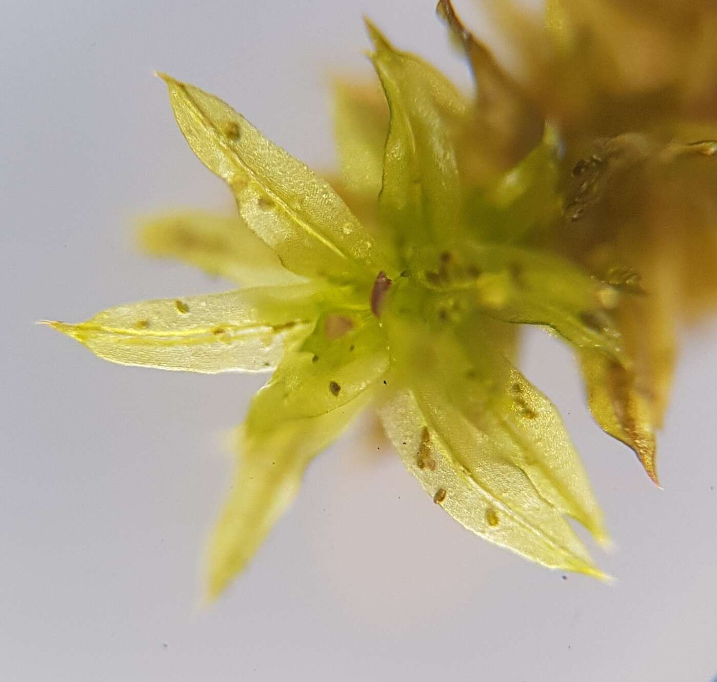 Image of zygodon moss