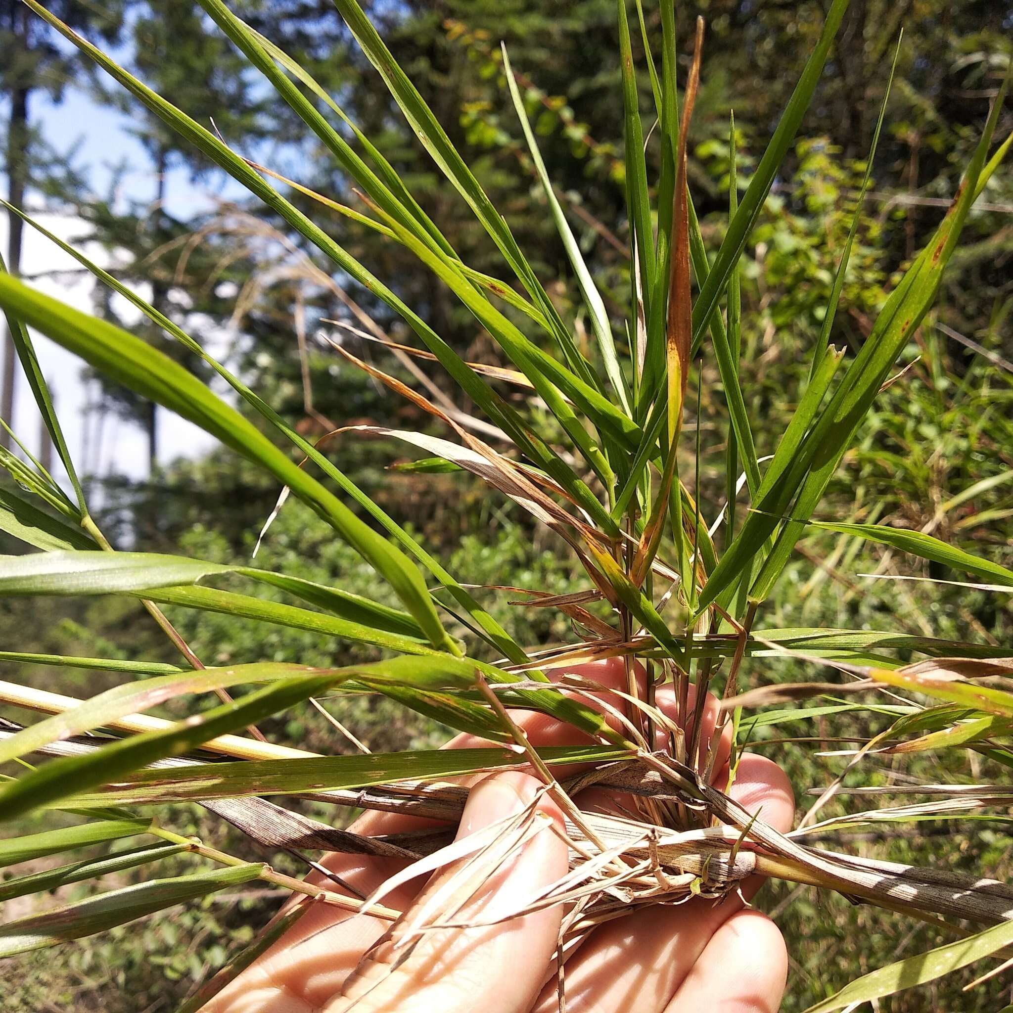 Image of Chusquea bilimekii E. Fourn.