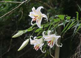 Image of Asiatic Lily