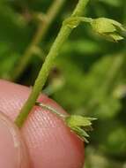 Image of Myosotis stolonifera (DC.) Leresche & Levier