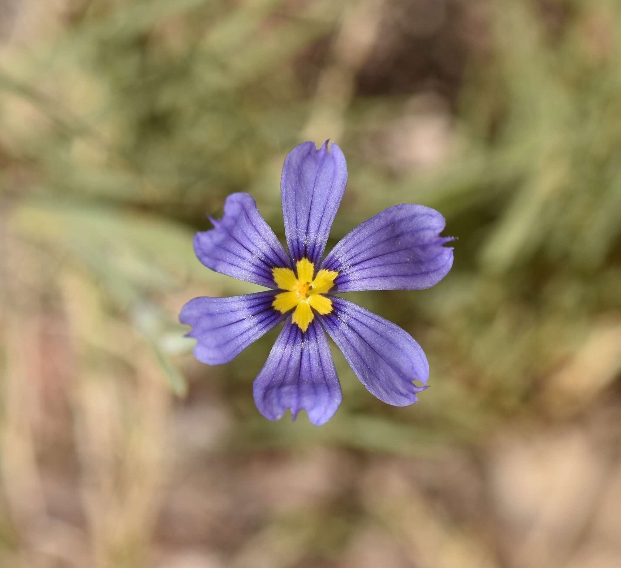 Image of bigroot blue-eyed grass