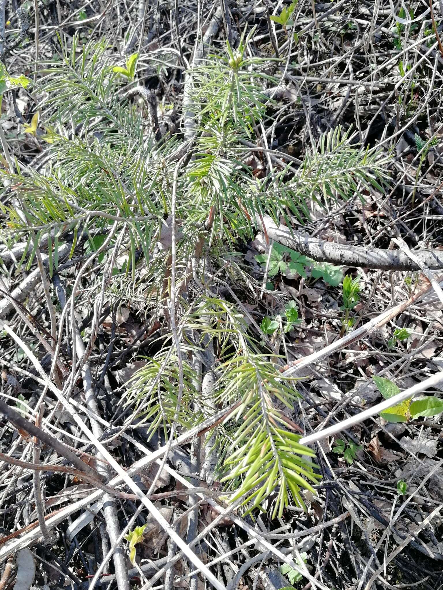 Image of Siberian Fir