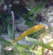 Image of Black-ear wrasse