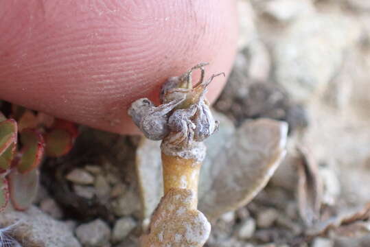 Image de Ranunculus crithmifolius Hook. fil.