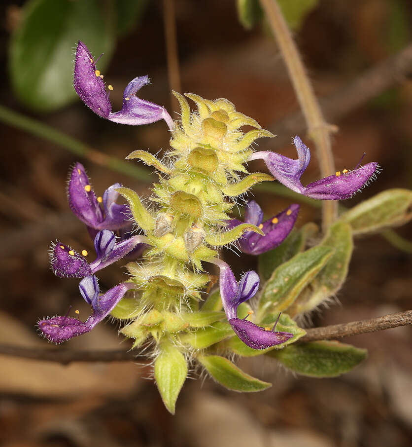 Image of Plectranthus lasianthus (Gürke) Vollesen