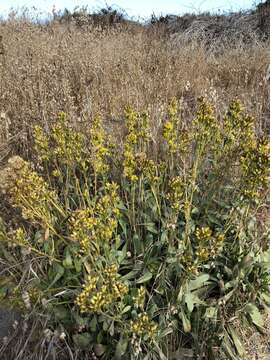 Image of Coast Goldenrod