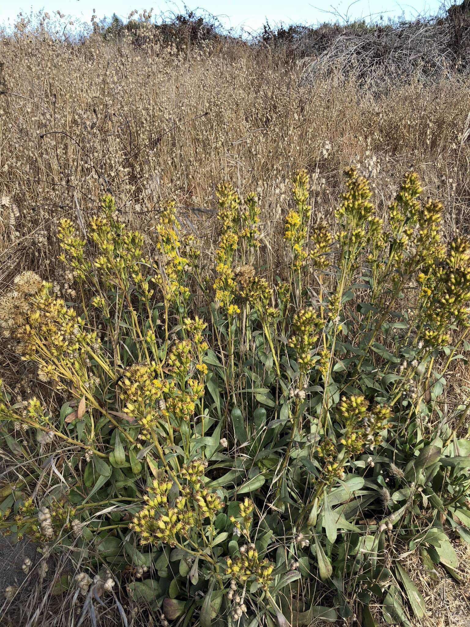 صورة Solidago spathulata DC.