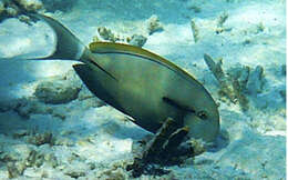 Image of Black-barred Surgeonfish