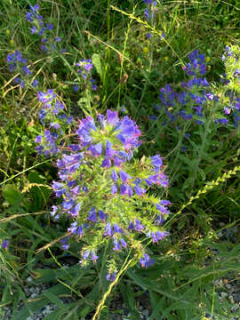 Echium vulgare subsp. vulgare resmi