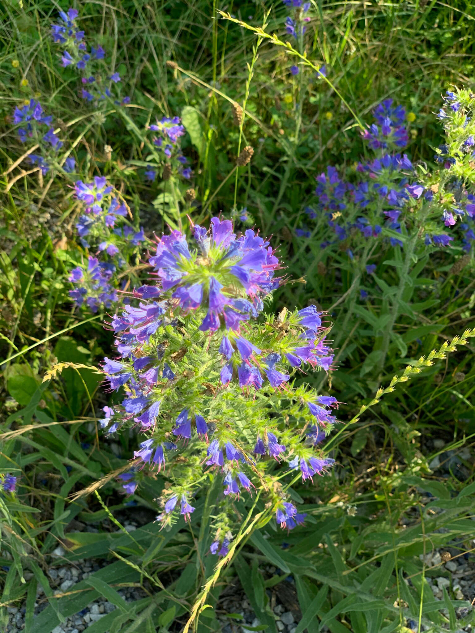 Echium vulgare subsp. vulgare的圖片