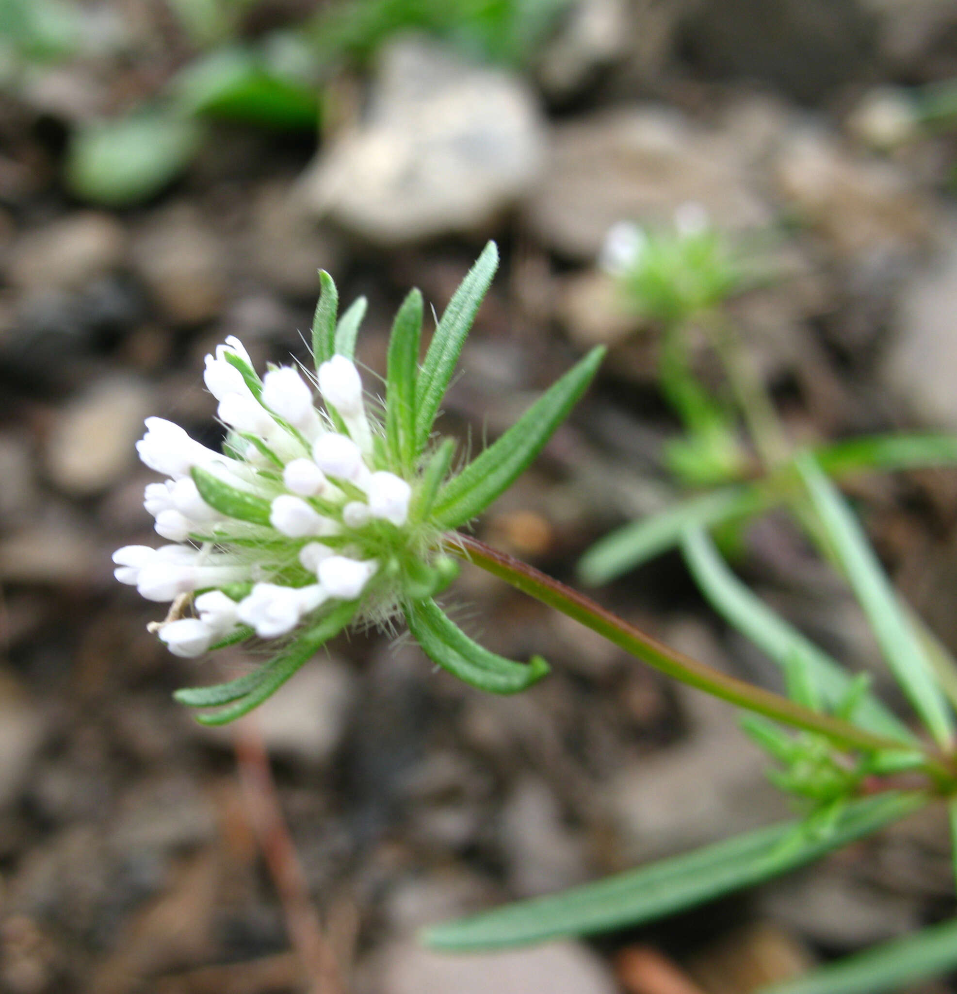 Imagem de Asperula arvensis L.