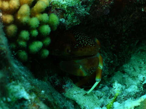 Image of batwing coral crab