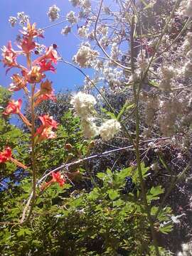 Image of scarlet larkspur