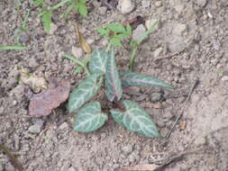 صورة Fallopia multiflora (Thunb.) K. Haraldson