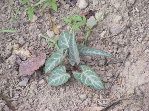 صورة Fallopia multiflora (Thunb.) K. Haraldson