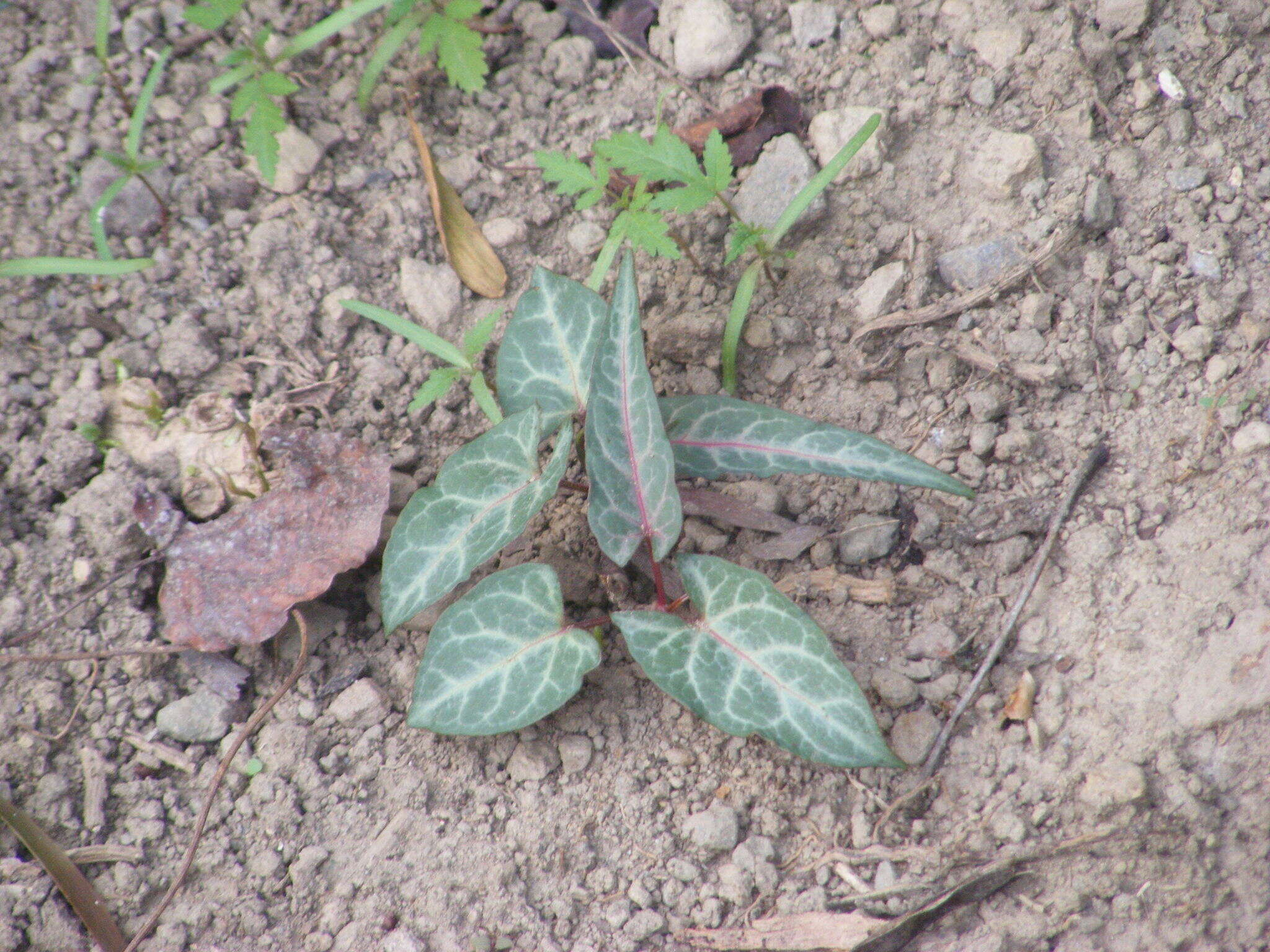 صورة Fallopia multiflora (Thunb.) K. Haraldson