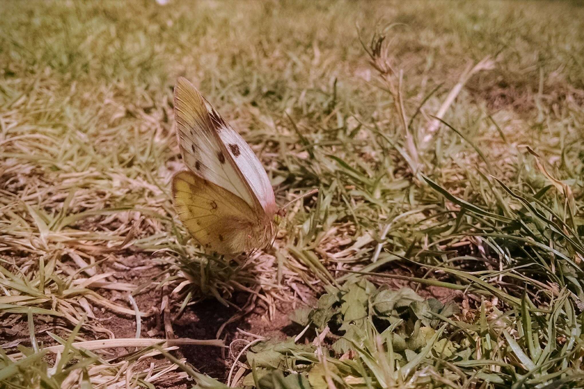 Colias vauthierii vauthierii的圖片