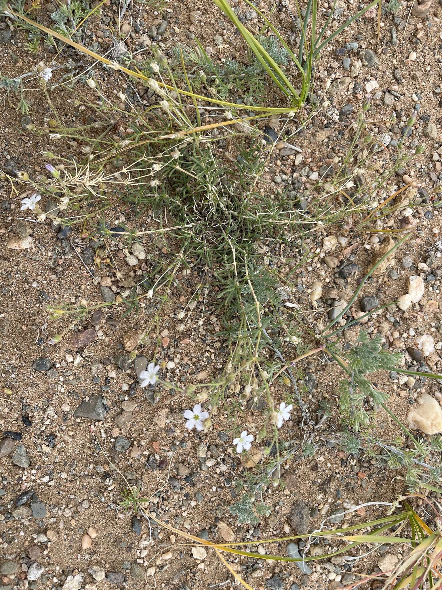 Imagem de Heterochroa desertorum Bunge