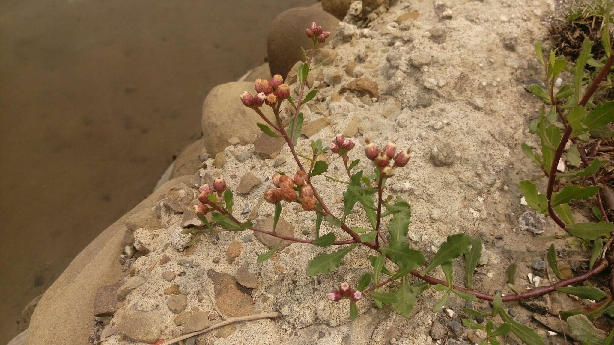 Image of Pluchea pteropoda Hemsl.