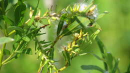 Image of Sandbar Willow