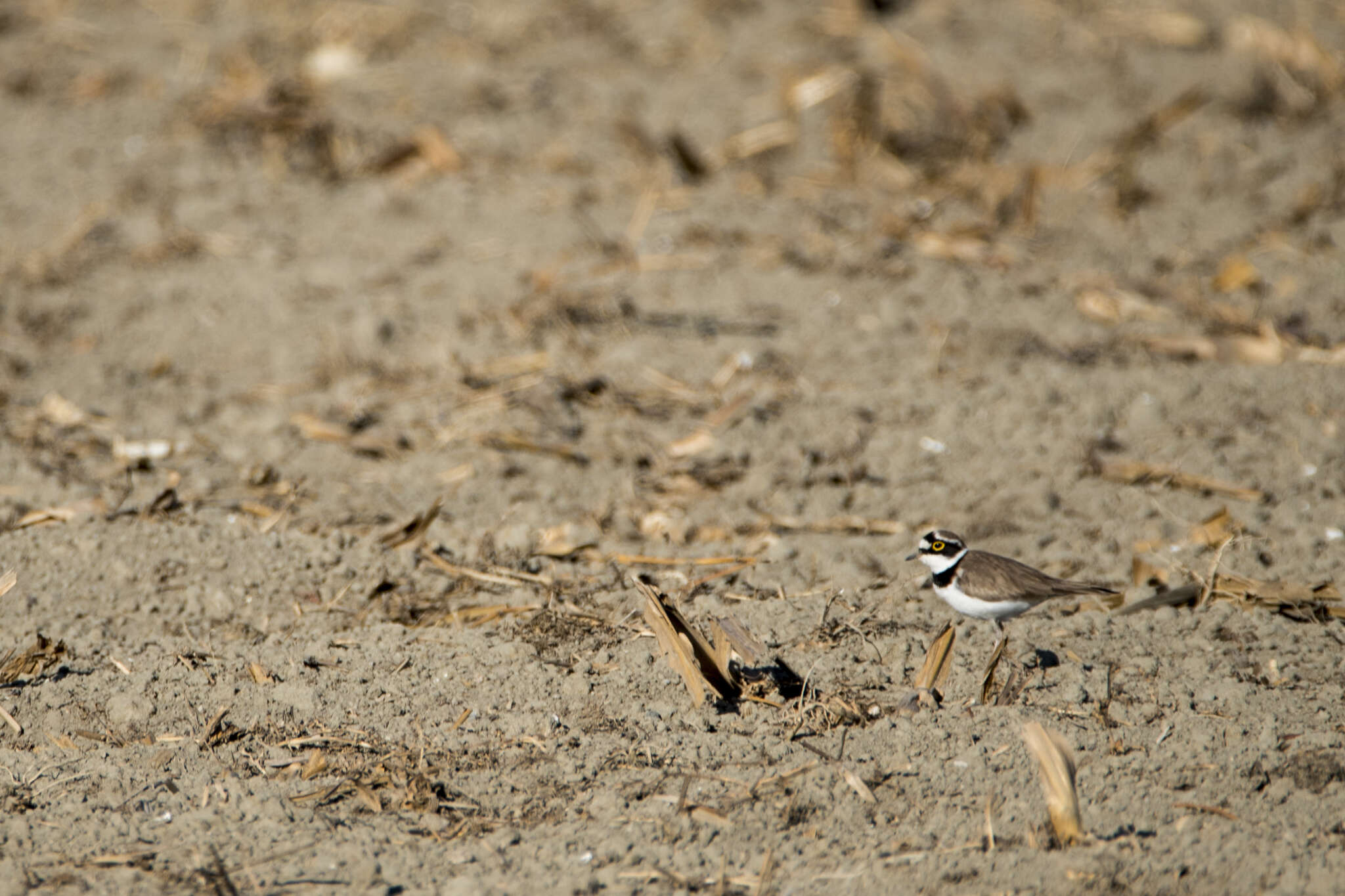 Image of Charadrius dubius curonicus Gmelin & JF 1789