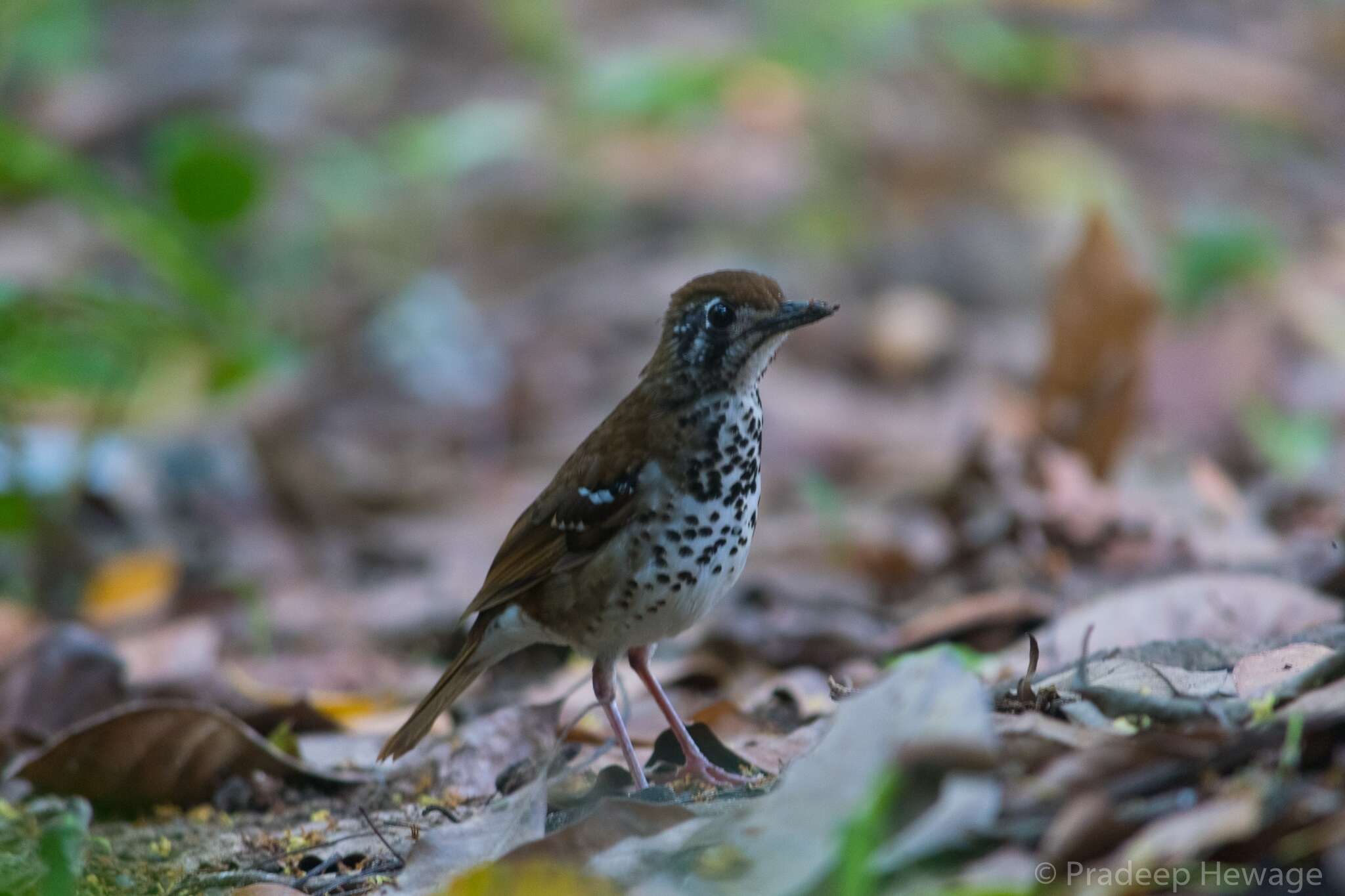 Image of Spot-winged Thrush